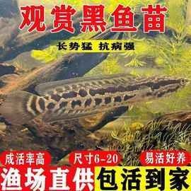 哪些平臺可以購買到雷龍魚（購買雷龍魚的主要平臺）
