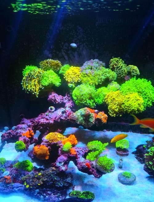 如何避免海水魚缸水質惡化？（妙本哈里海缸大神:海水魚缸水質惡化有效預防海水魚缸水質惡化） 如何避免海水魚缸水質惡化？（妙本哈里海缸大神:海水魚缸水質惡化有效預防海水魚缸水質惡化） 龍魚百科 第10張