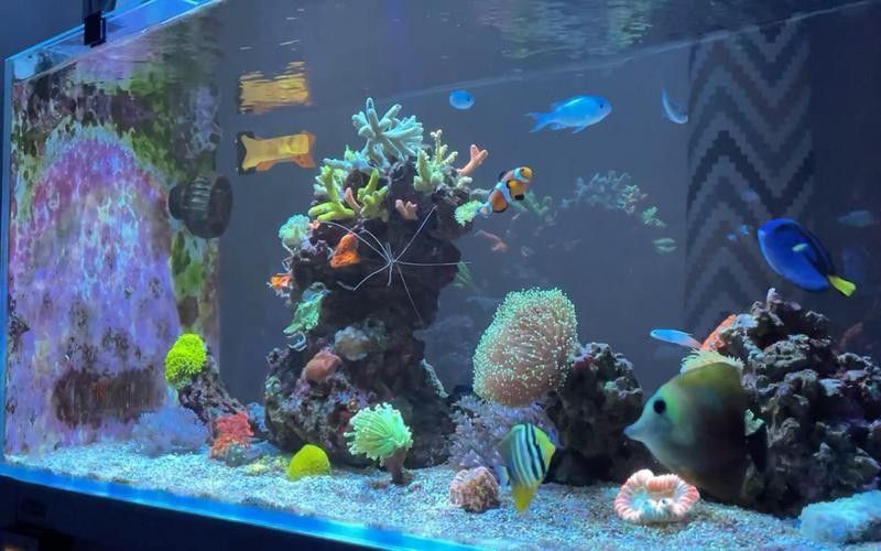 如何避免海水魚缸水質惡化？（妙本哈里海缸大神:海水魚缸水質惡化有效預防海水魚缸水質惡化） 如何避免海水魚缸水質惡化？（妙本哈里海缸大神:海水魚缸水質惡化有效預防海水魚缸水質惡化） 龍魚百科 第13張