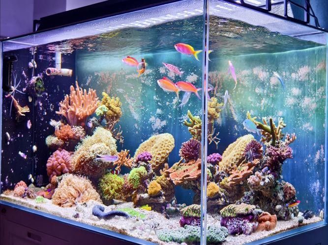 如何避免海水魚缸水質惡化？（妙本哈里海缸大神:海水魚缸水質惡化有效預防海水魚缸水質惡化） 如何避免海水魚缸水質惡化？（妙本哈里海缸大神:海水魚缸水質惡化有效預防海水魚缸水質惡化） 龍魚百科 第14張