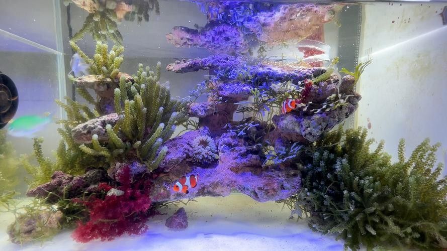 如何避免海水魚缸水質惡化？（妙本哈里海缸大神:海水魚缸水質惡化有效預防海水魚缸水質惡化） 如何避免海水魚缸水質惡化？（妙本哈里海缸大神:海水魚缸水質惡化有效預防海水魚缸水質惡化） 龍魚百科 第15張