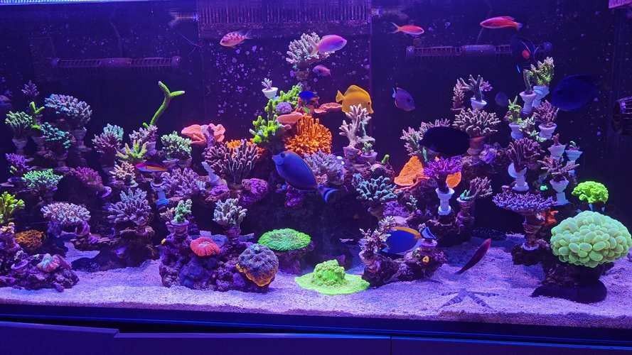 如何避免海水魚缸水質惡化？（妙本哈里海缸大神:海水魚缸水質惡化有效預防海水魚缸水質惡化） 如何避免海水魚缸水質惡化？（妙本哈里海缸大神:海水魚缸水質惡化有效預防海水魚缸水質惡化） 龍魚百科 第11張