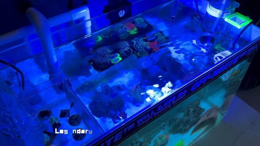 如何避免海水魚缸水質惡化？（妙本哈里海缸大神:海水魚缸水質惡化有效預防海水魚缸水質惡化） 如何避免海水魚缸水質惡化？（妙本哈里海缸大神:海水魚缸水質惡化有效預防海水魚缸水質惡化） 龍魚百科 第12張