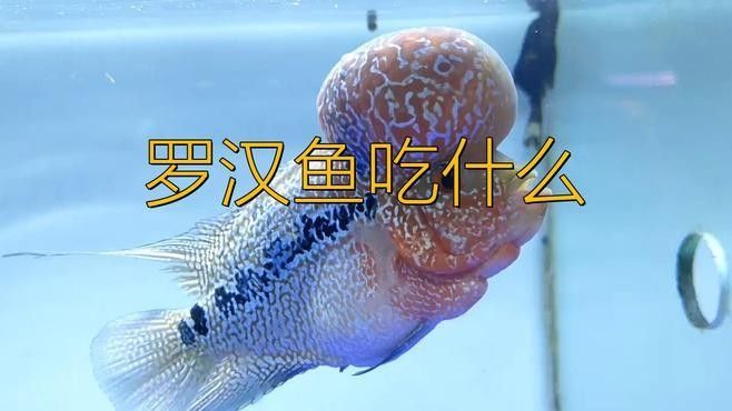 如何為龍魚和羅漢魚提供足夠的食物？（養(yǎng)龍必看養(yǎng)魚小藝，羅漢魚的喂養(yǎng)與環(huán)境管理全攻略）