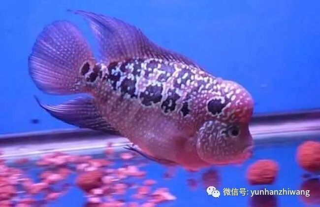 如何為龍魚和羅漢魚提供足夠的食物？（養(yǎng)龍必看養(yǎng)魚小藝，羅漢魚的喂養(yǎng)與環(huán)境管理全攻略）