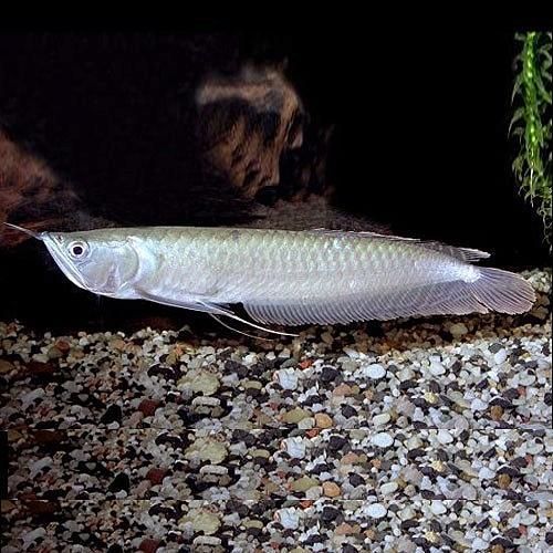 最貴的錦鯉魚圖片:十大頂級龍魚排名（世界上最貴的錦鯉魚排行榜：血紅龍、橘紅龍、橘紅龍）