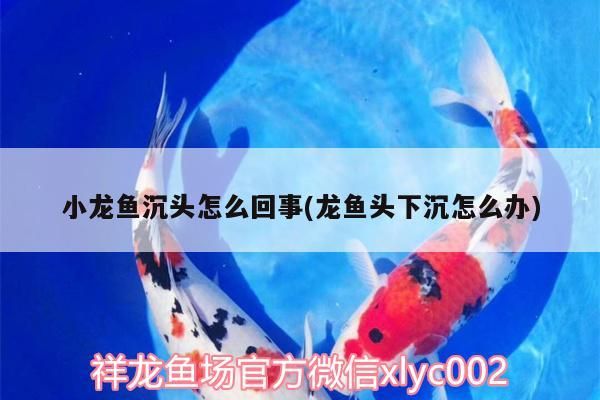 小龍魚沉頭怎么回事(龍魚頭下沉怎么辦)（小龍魚頭下沉怎么回事(龍魚頭下沉怎么回事）
