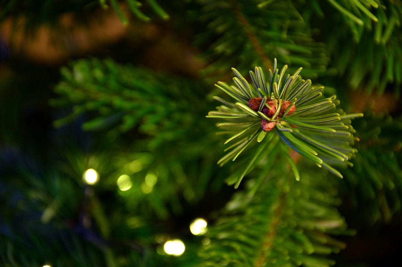 1.2米魚缸造景圖片大全集（1.2米魚缸裝飾）（1.2米魚缸造景圖大全集（1.2米魚缸裝飾工作））