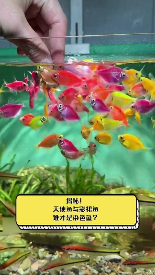 如何區分天然紅龍魚和染色魚（如何區分天然紅龍魚和染色魚對于養魚愛好者來說至關重要）