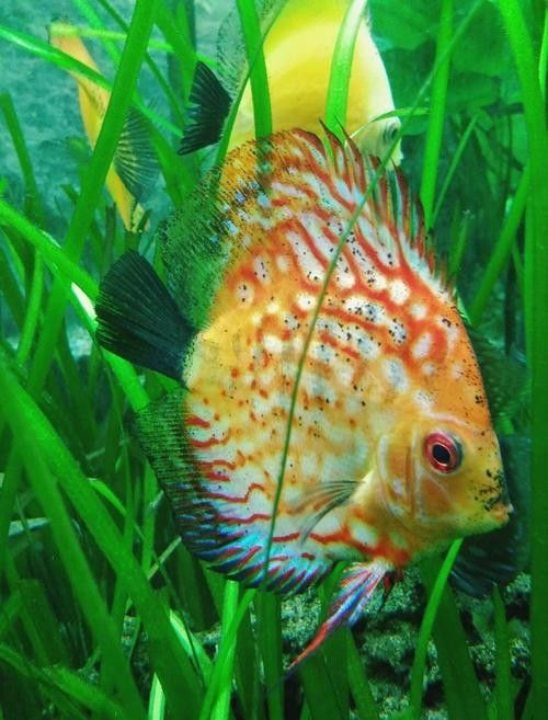 如何區分天然紅龍魚和染色魚（如何區分天然紅龍魚和染色魚對于養魚愛好者來說至關重要）