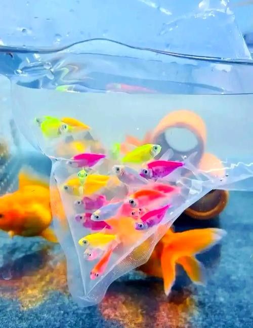 如何區分天然紅龍魚和染色魚（如何區分天然紅龍魚和染色魚對于養魚愛好者來說至關重要）