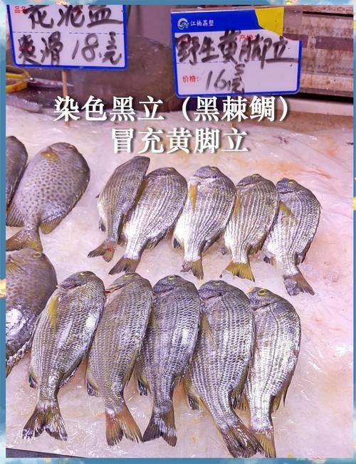 如何區分天然紅龍魚和染色魚（如何區分天然紅龍魚和染色魚對于養魚愛好者來說至關重要）