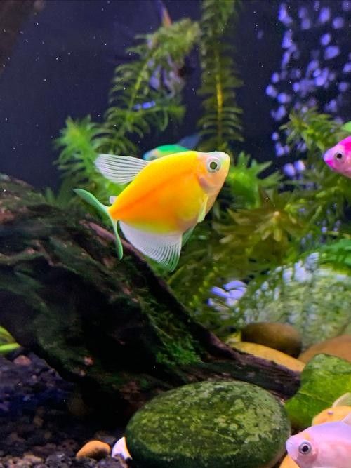如何區分天然紅龍魚和染色魚（如何區分天然紅龍魚和染色魚對于養魚愛好者來說至關重要）