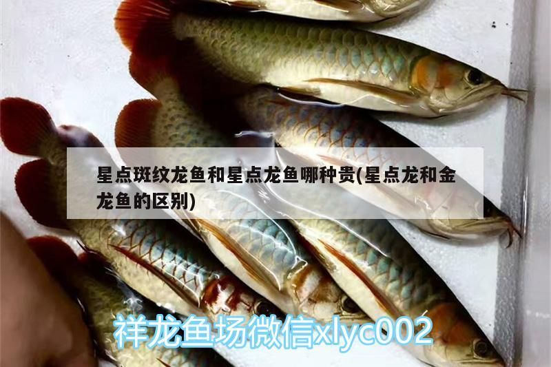 星點斑紋龍魚和星點龍魚哪種貴(星點龍和金龍魚的區別)（星點斑紋龍魚和星點龍魚哪種貴）