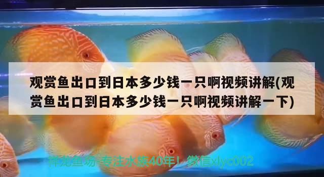 觀賞魚出口到日本多少錢一只啊視頻講解(觀賞魚出口到日本多少錢一只啊視頻講解一下)（世界十大最貴的觀賞魚出口到日本多少錢一條日本錦鯉多少錢一條）