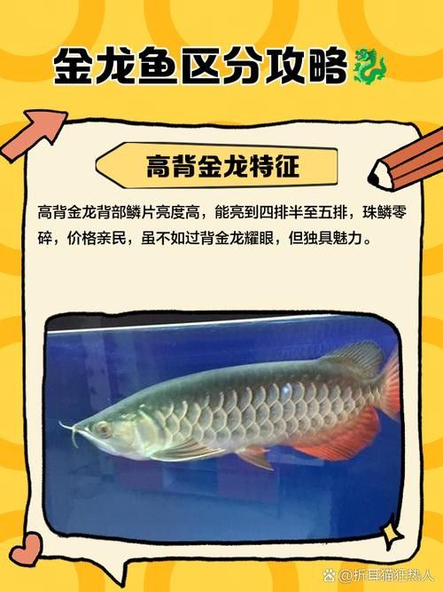 金龍魚藍(lán)色鱗片如何保養(yǎng)（金龍魚飼養(yǎng)全攻略） 金龍魚藍(lán)色鱗片如何保養(yǎng)（金龍魚飼養(yǎng)全攻略） 龍魚百科 第6張