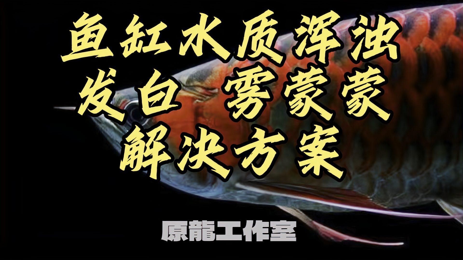 龍魚缸水渾濁有哪些常見原因（魚缸水總渾濁是怎么回事） 龍魚缸水渾濁有哪些常見原因（魚缸水總渾濁是怎么回事） 龍魚百科 第1張