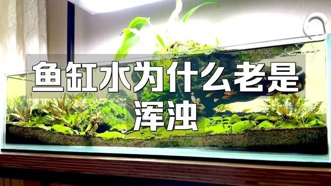 龍魚缸水渾濁有哪些常見原因（魚缸水總渾濁是怎么回事） 龍魚缸水渾濁有哪些常見原因（魚缸水總渾濁是怎么回事） 龍魚百科 第4張