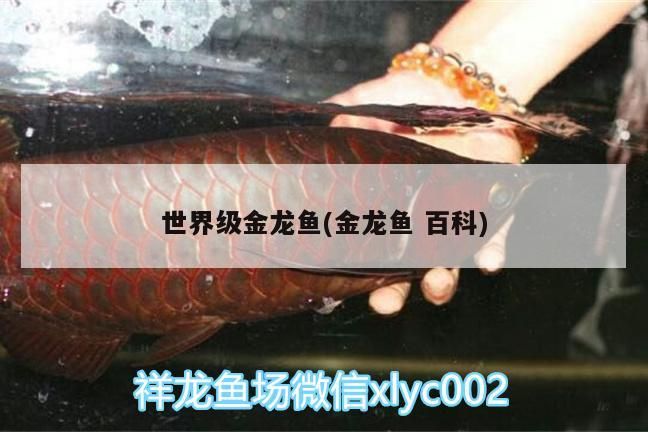 世界級金龍魚(金龍魚百科)（世界級金龍魚）