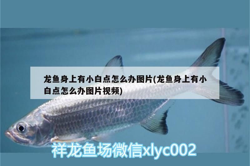 龍魚身上有小白點(diǎn)怎么辦圖片(龍魚身上有小白點(diǎn)怎么辦圖片視頻)（龍魚身上有小白點(diǎn)怎么辦）