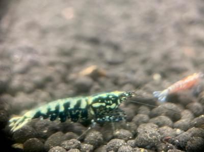 金龍魚是哪里的？，益海嘉里糧油食品牌金龍魚是哪里的金龍魚是哪里的