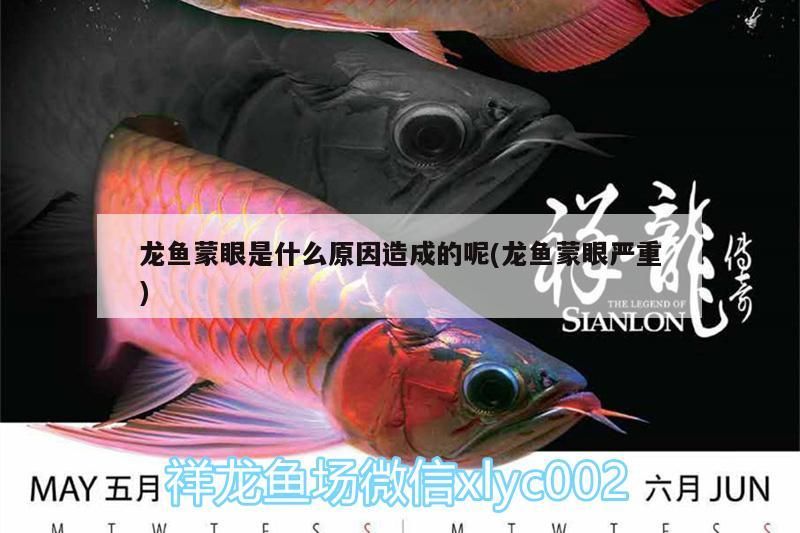 龍魚蒙眼是什么原因造成的呢(龍魚蒙眼嚴重)（龍魚蒙眼是什么原因造成的）