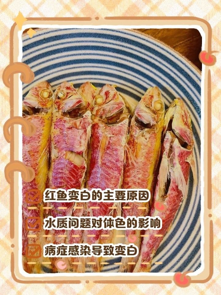 紅龍魚變白多久會恢復？（紅龍魚變白的恢復時間）