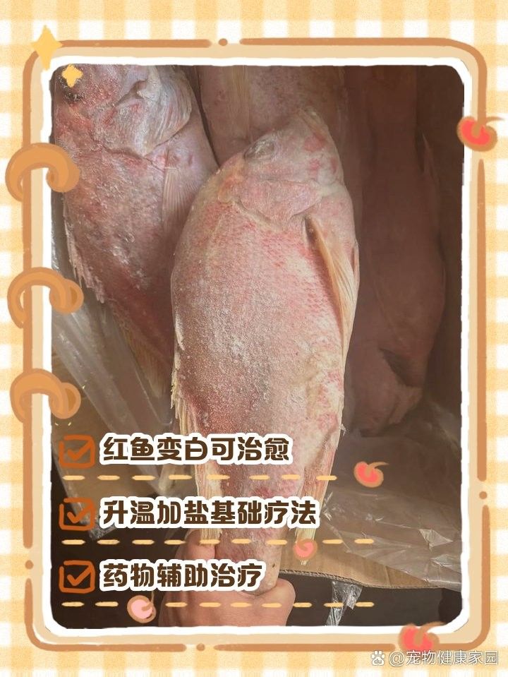 紅龍魚變白多久會恢復？（紅龍魚變白的恢復時間）