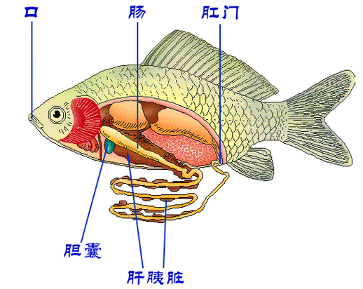 腸胃炎對金龍魚有哪些影響（腸胃炎對金龍魚的具體影響并從多個角度分析其原因及防治措施）