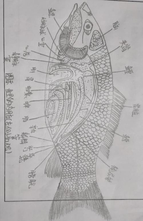 腸胃炎對金龍魚有哪些影響（腸胃炎對金龍魚的具體影響并從多個角度分析其原因及防治措施）