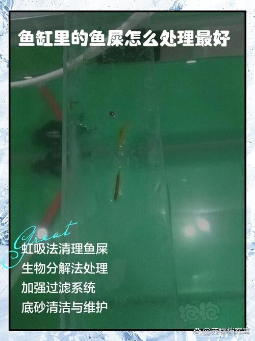 腸胃炎對金龍魚有哪些影響（腸胃炎對金龍魚的具體影響并從多個角度分析其原因及防治措施）