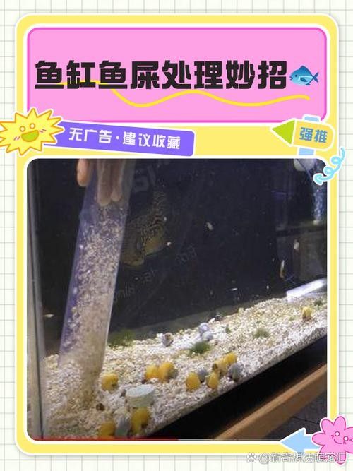 腸胃炎對金龍魚有哪些影響（腸胃炎對金龍魚的具體影響并從多個角度分析其原因及防治措施）