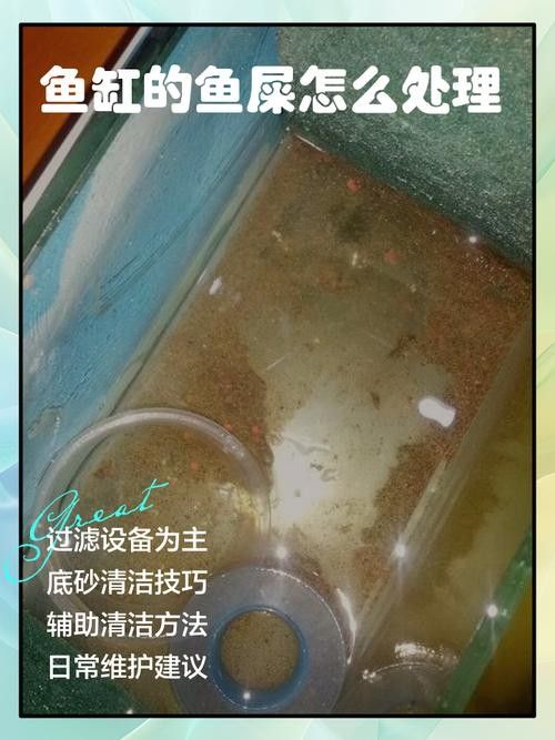 腸胃炎對金龍魚有哪些影響（腸胃炎對金龍魚的具體影響并從多個角度分析其原因及防治措施）