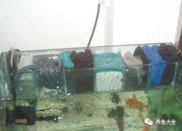 龍魚濾材多久換一次（奧利仕魚池過濾龍魚濾材多久換一次魚缸濾材多久換一次）