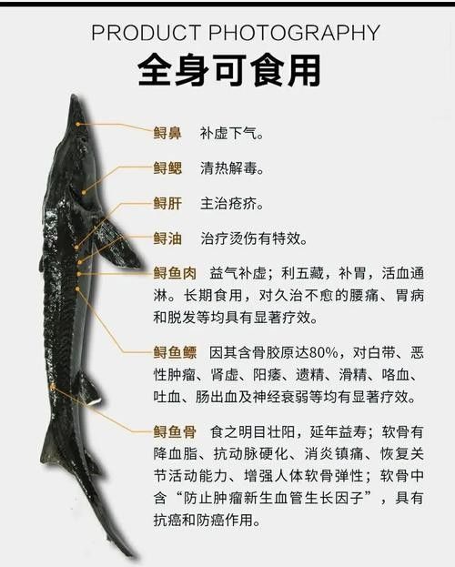 如何區(qū)分不同種類的鱘龍魚（如何區(qū)分鱘龍魚的種類）