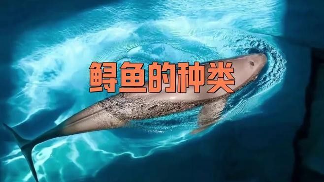 如何區(qū)分不同種類的鱘龍魚（如何區(qū)分鱘龍魚的種類）