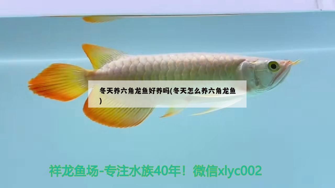 冬天養六角龍魚好養嗎(冬天怎么養六角龍魚)（冬天養六角龍魚好不好養）