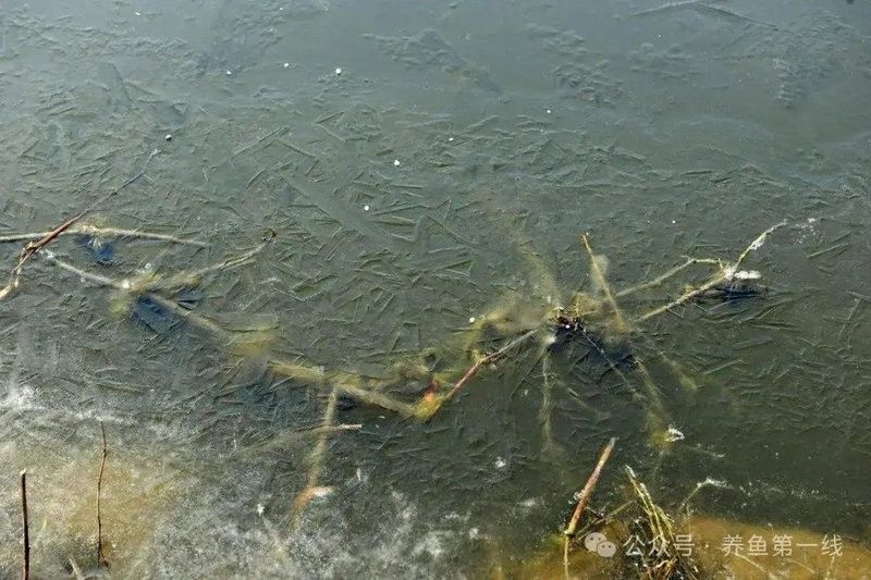 六角龍魚冬季可以多久不喂食（六角龍魚冬季喂食策略） 六角龍魚冬季可以多久不喂食（六角龍魚冬季喂食策略） 龍魚百科 第6張