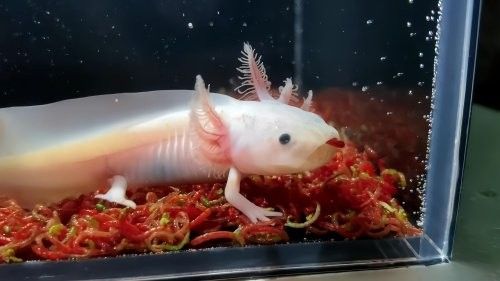 六角龍魚冬季可以多久不喂食（六角龍魚冬季喂食策略） 六角龍魚冬季可以多久不喂食（六角龍魚冬季喂食策略） 龍魚百科 第3張