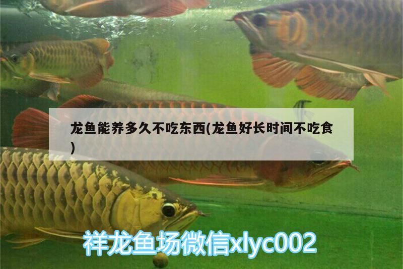 魚缸過濾器選購指南:自制魚缸過濾器魚缸上置過濾器對于養魚愛好者的必備知識 龍魚能養多久不吃東西(龍魚好長時間不吃食)(龍魚能養多久不吃東西) 觀賞魚百科 龍魚能養多久不吃東西(龍魚好長時間不吃食)(龍魚能養多久不吃東西) 龍魚能養多久不吃東西(龍魚好長時間不吃食)(龍魚能養多久不吃東西) 觀賞魚百科