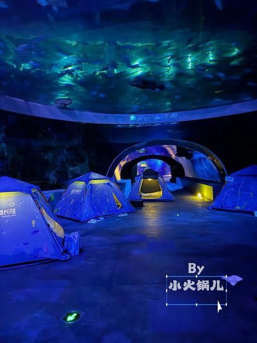 鯨鯊館夜宿體驗包括哪些內(nèi)容？（珠海長隆海洋王國鯨鯊館夜宿體驗是一種獨特的旅游活動）