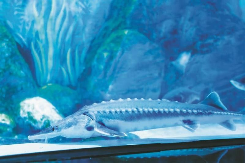 遂昌哪個(gè)水族館龍魚(yú)好？祥龍魚(yú)場(chǎng)龍魚(yú)（浙東淡水魚(yú)館的龍魚(yú)價(jià)格如何浙東淡水魚(yú)館有哪些龍魚(yú)品種）