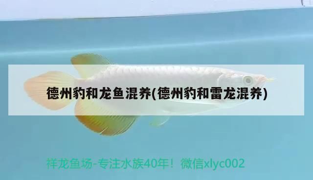 德州豹和龍魚混養(德州豹和雷龍混養)（德州豹和龍魚混養）