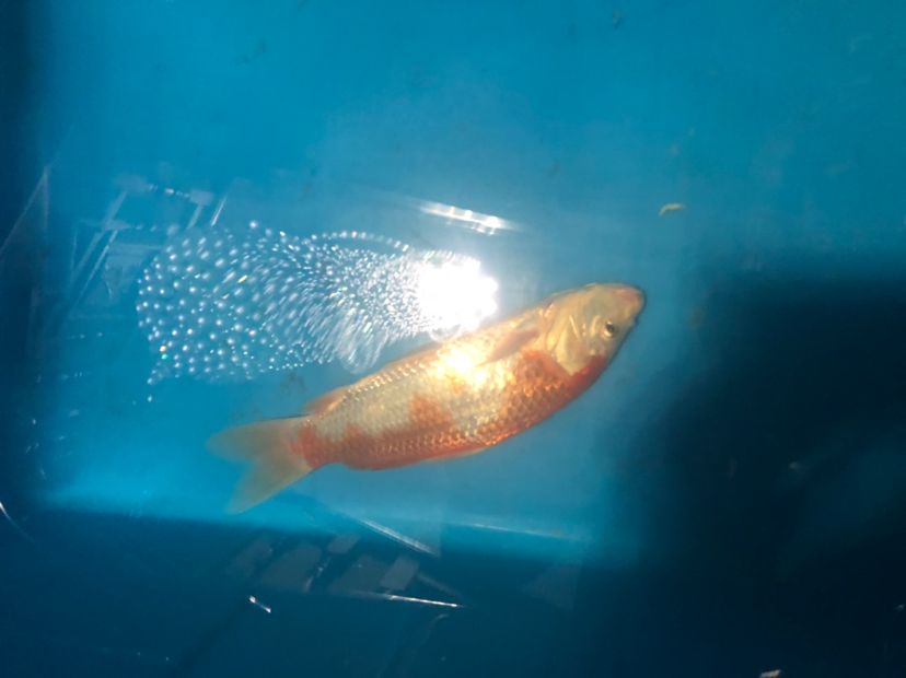 求大師幫忙看看（ai在教育領域的廣泛應用及其積極應用及其積極應用及其積極影響）