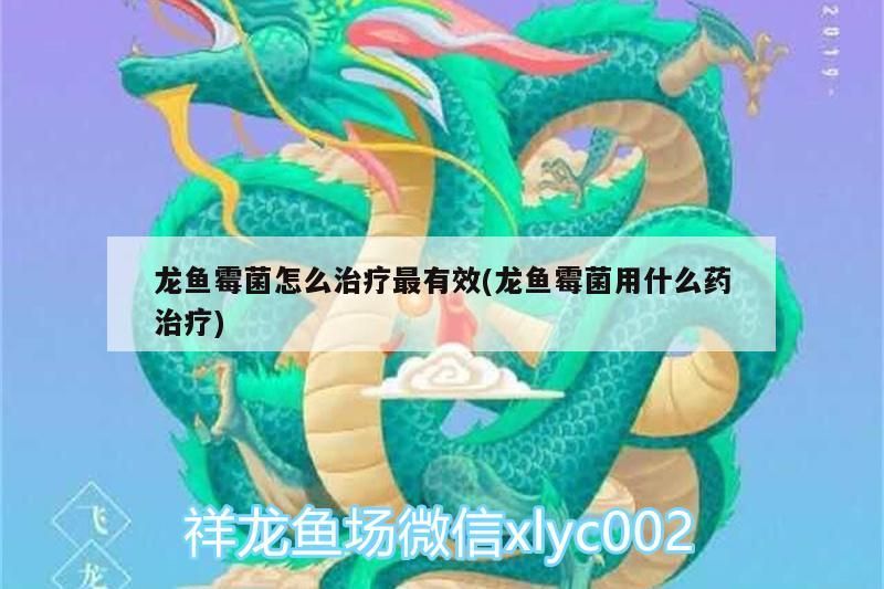 龍魚(yú)霉菌怎么治療最有效(龍魚(yú)霉菌用什么藥治療)（龍魚(yú)水霉病怎么治療最有效）