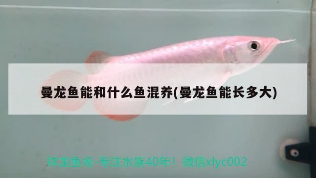 曼龍魚能和什么魚混養(曼龍魚能長多大)