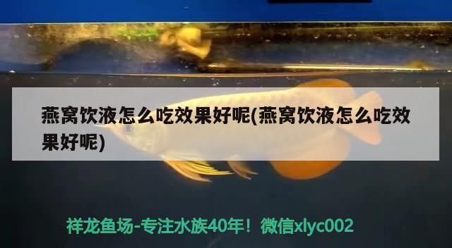 為什么銀龍魚便宜很多（為什么銀龍魚這么貴）（金龍魚與銀龍魚的區(qū)別）