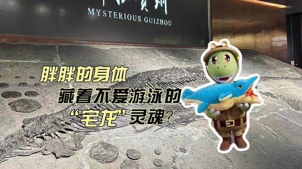 秀尼魚龍化石市場價格如何（秀尼魚龍化石價格受到多種因素影響價格受到多種因素影響）