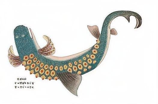 如何區(qū)分中華鱘和鱘龍魚（中華鱘與鱘龍魚的區(qū)別）