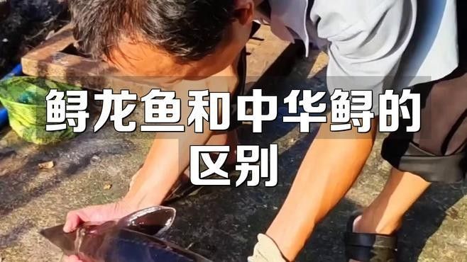 如何區(qū)分中華鱘和鱘龍魚（中華鱘與鱘龍魚的區(qū)別）